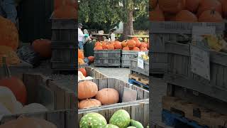 Fishkill Farms  NY  pumpkins 🎃 🎃 [upl. by Tevlev153]