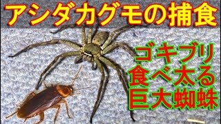 アシダカグモの捕食映像～日本最大級の巨大蜘蛛がゴキブリを食べて満腹太り～ [upl. by Kev]