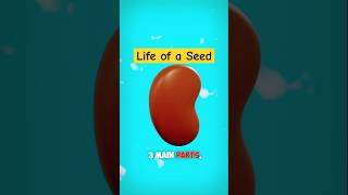 How Seed become Tree plants science biology knowledge gardening trees education [upl. by Hightower]