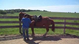 Training the Piaffe in hand and under saddle [upl. by Dann551]