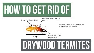 How To Get Rid of Drywood Termites Guaranteed 4 Easy Steps [upl. by Eta]