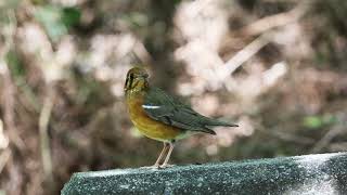 橙頭地鶇Orangeheaded ThrushGeokichla citrina [upl. by Lennad272]