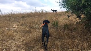 Dressage du Chien darrêt Pointer sur Caille et Perdrix [upl. by Shelagh262]