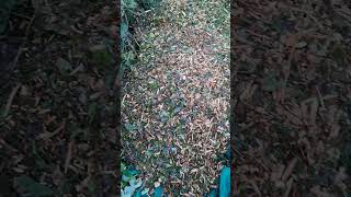 Woodchip for the pathway shorts allotment gardening [upl. by Evante439]