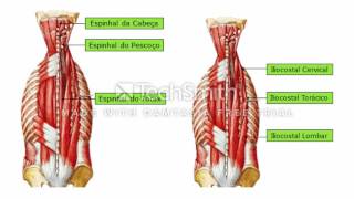 Vídeo Aula Musculatura da Coluna Vertebral dorso [upl. by Aloysia]