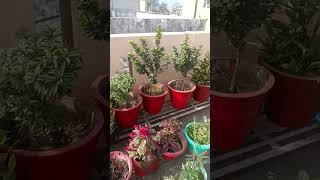 terrace garden update YouTube short [upl. by Bijan]