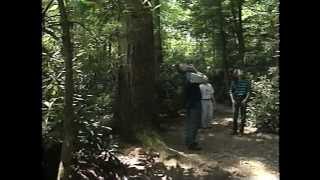 OldGrowth Forests Pennsylvanias Forgotten Giants [upl. by Bouton]