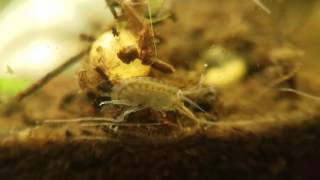 Close up of Freshwater Amphipod scud Eating Decaying Matter [upl. by Ainosal]