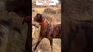 what is Anglo Nubian goat purebreed anglonubian [upl. by Julee752]