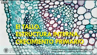 Tallo Crecimiento primario [upl. by Eicyaj]