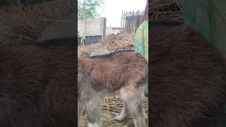 Rs kahalgoan goat farm nimoniya ka ilaaj baccha [upl. by Udella]