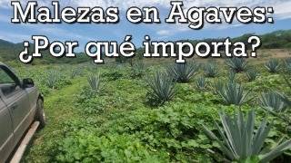 La importancia de las malezas en el agave [upl. by Eybbob]