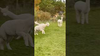 Jumping Alpaka alpaca cute alpaka denmark [upl. by Adamek]