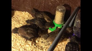 🔴Dominique Barnevelder and Welsummer Baby Chicks Live [upl. by Crispa733]