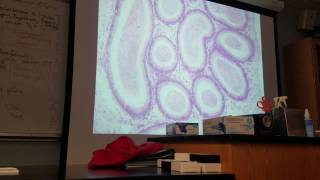 Testes Histology 02 [upl. by Shanleigh]