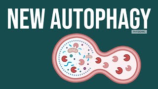 POD A New Mechanism of Autophagy in Mitochondria [upl. by Ocram382]