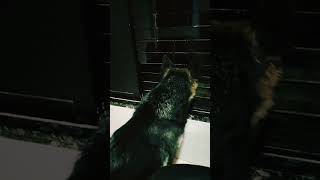 Zimmy night time my wait 🤔 germanshepherd shortvideo dog [upl. by Euqirne290]