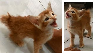 Angry Kitten Meowing Loudly And Screaming For 6 Minutes Wants Attention  Anak Kucing  Cute Cats [upl. by Cima]