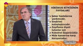 Tıbbi Bitkiler  Hibiskus Bitkisi  DİYANET TV [upl. by Mortensen]