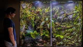 300 GALLON RAINFOREST VIVARIUM [upl. by Morly276]