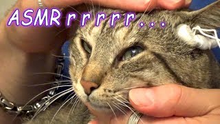 Cat Massage ASMR  Purring Sounds  Special Microphones [upl. by Lajes]