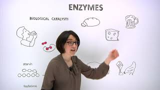 What are enzymes [upl. by Noffets]