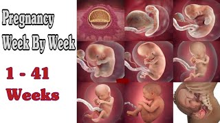 Pregnancy Week By Week  1  41 Weeks Fetal Developments [upl. by Phelgon]