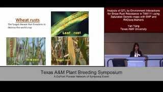 Texas AampM Plant Breeding Symposium 2015 Speaker Yan Yang [upl. by Lukash199]