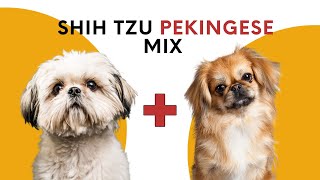 All About Shih Tzu Pekingese Mix AKA Shinese [upl. by Sethi]