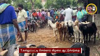 T கல்லுப்பட்டி செவ்வாய் கிழமை ஆட்டுச்சந்தை  ஆட்டுச்சந்தை  Goat market in TKalluppatti  Moravasal [upl. by Jeth]