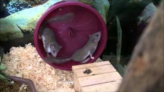 African Pygmy Dormice [upl. by Cence139]