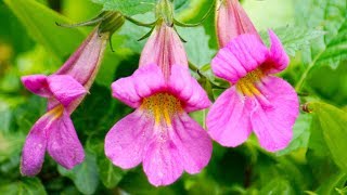 Rehmannia  the AntiDiabetic Neuroprotective TCM Herb [upl. by Fairweather915]