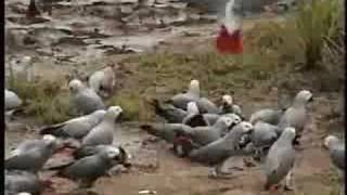 African Grey Parrots in the Wild [upl. by Narud]