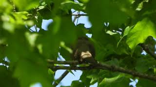 Yellowbilled Cuckoo [upl. by Nnylanna]