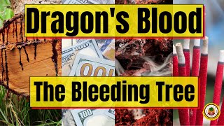 DRAGONS BLOOD  Mystical Powers and Uses  Yeyeo Botanica [upl. by Child]