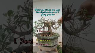 Pruning Bonsai Ficus Microcarpa bonsai bonsaitree tanaman plants fyp [upl. by Zurc]