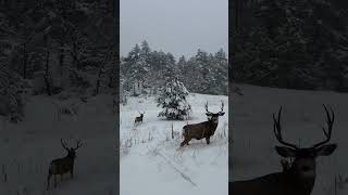 Big mule deer bucks on my first day in Colorado Season starts tomorrow wish me luck muledeer [upl. by Studner19]