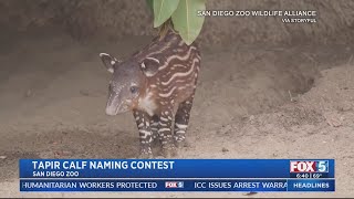 Vote to name San Diego Zoos newest Baird’s tapir calf [upl. by Aztinaj]