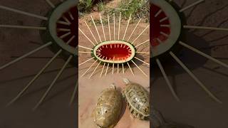 Survival Skills SIMPLE and USEFUL with watermelon turtle bushcraft camping outdoors [upl. by Roi]