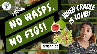 Fig Trees and Fig Wasps  A Special Relationship [upl. by Aillicsirp]