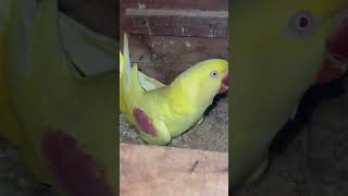 lutino alexander parrot Female in box parrot egg [upl. by Leile200]