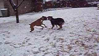 Boxer Vs Rottweiler GSD [upl. by Adel]