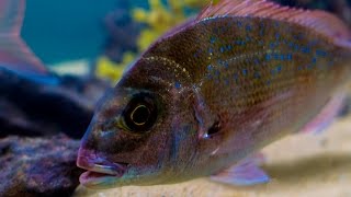 Marine Aquarium saltwater Cold Water Fish Tank setup Australian Snapper [upl. by Gretta]