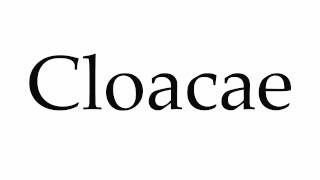 How to Pronounce Cloacae [upl. by Lois]