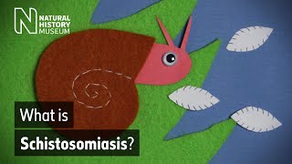 Schistosomiasis how does this neglected tropical disease spread  Natural History Museum [upl. by Aleak]