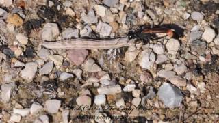 THREADWAISTED WASP carrying caterpillar Ammophila pictipennis [upl. by Audwen494]