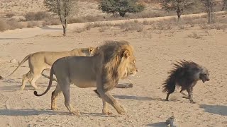 Lion pride confused by weird looking hyena [upl. by Asiuqram]