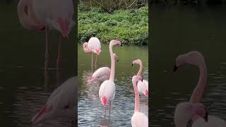 Flamingo  Birdland  BourtonontheWater  Cotswolds  England [upl. by Hedges233]