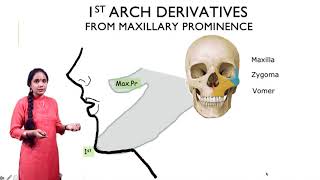 First pharyngeal arch derivatives  Quick review [upl. by Nogaem]