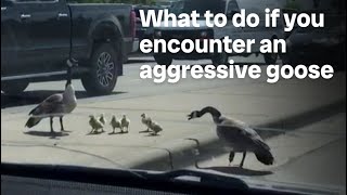 What to do if you encounter an aggressive goose [upl. by Bouchard561]